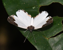 Nymphidium leucosia