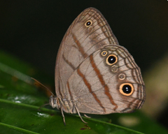 Megeuptychia antonoe