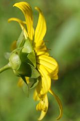 Silphium radula