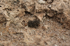 Anaxyrus compactilis