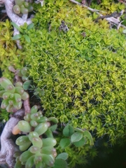 Syntrichia calcicola
