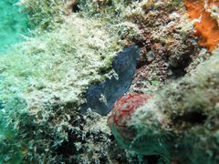 Halisarca caerulea