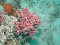 Monanchora arbuscula