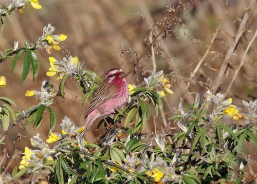 Himalayan White-browed Rosefinch