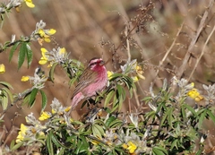 Carpodacus thura