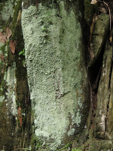 Miltinuotė nuotrauka