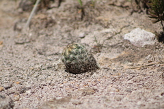 Coryphantha echinoidea