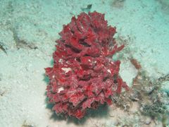 Monanchora arbuscula