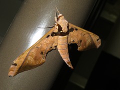 Adhemarius sexoculata