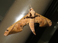 Adhemarius sexoculata