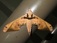 Adhemarius sexoculata