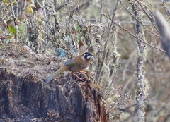 Trochalopteron affine