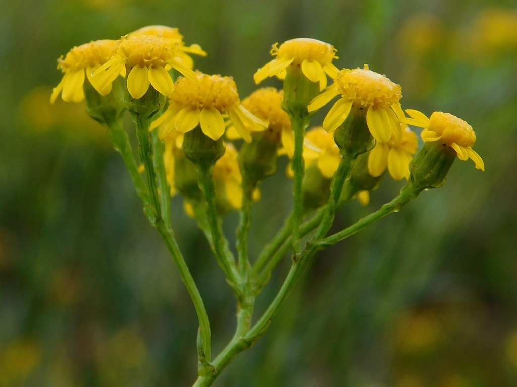 Shoddy Ragwort from Greyton Loerkop, 7233, South Africa on December 16 ...