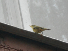 Phylloscopus trochilus