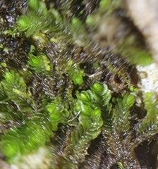 Southbya tophacea