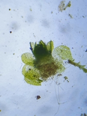 Southbya tophacea
