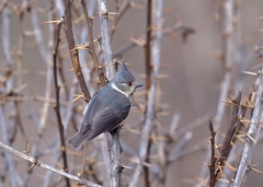 Lophophanes dichrous