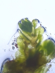 Southbya tophacea