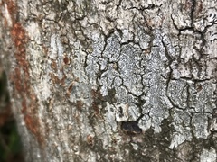 Graphis glauconigra
