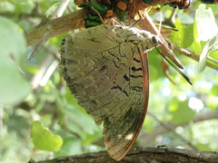 Charaxes bohemani bohemani