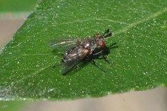 Phytomyptera