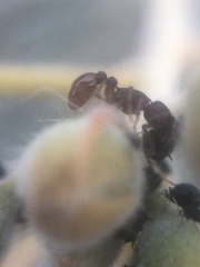 Tetramorium hispidum
