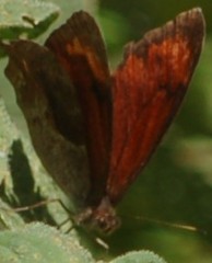 Lasiophila ciris