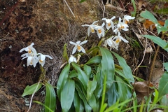Coelogyne nitida