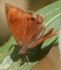 Lasiophila ciris