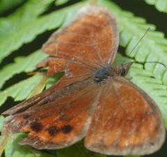 Lasiophila ciris