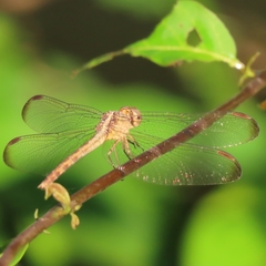 Erythrodiplax funerea