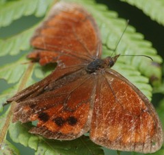 Lasiophila ciris