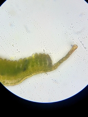 Polytrichum longisetum