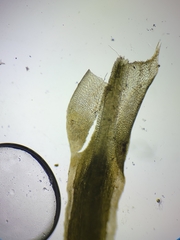 Polytrichum longisetum