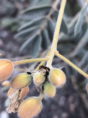 Tetramorium hispidum