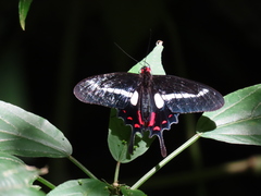 Parides agavus