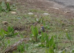 Pyrrhula erythrocephala