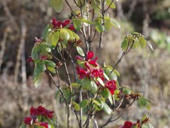Rhododendron thomsonii
