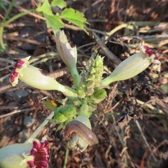 Ipomoea bombycina
