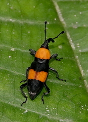 Rhodobaenus augustinus