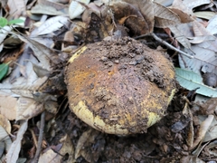 Cortinarius ponderosus