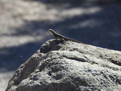 Sceloporus megalepidurus