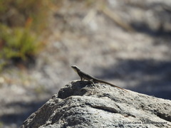 Sceloporus megalepidurus
