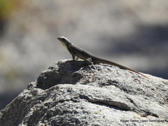 Sceloporus megalepidurus