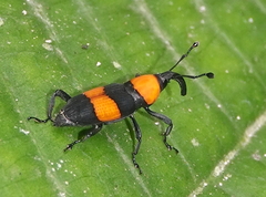 Rhodobaenus augustinus