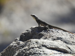 Sceloporus megalepidurus