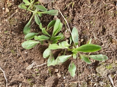 Tracheophyta