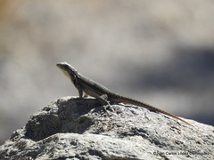 Sceloporus megalepidurus
