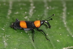 Rhodobaenus augustinus