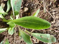 Tracheophyta